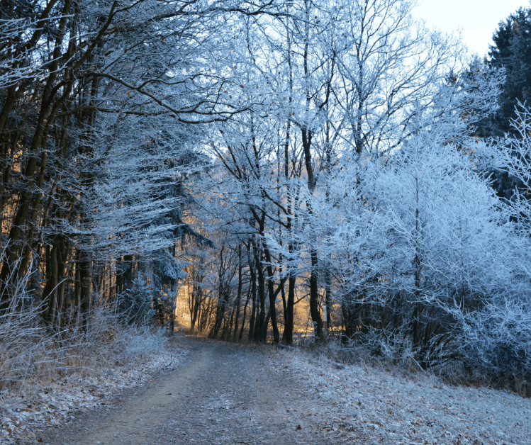 Ganzheitlich Gesund Erfolgreich, Kathrin Marter, Yoga, Magdeburg, Online, Meditation, Rauhnächte-Meditationen, Rauhnächte-Reise, Coaching, Systemtherapie, Yogatherapie, Yoga, Hatha Yoga, Kundalini-Yoga, Wandern, Gesundheitswandern, Waldbaden, Magdeburg, Yoga Online, Coaching Online, Gewaltfreie Kommunikation, Karriereentwicklung, Strategisches Netzwerken, Krisenbegleitung, Entgiftung, Entgiftungsbegleitung, Fastenbegleitung, Fasten