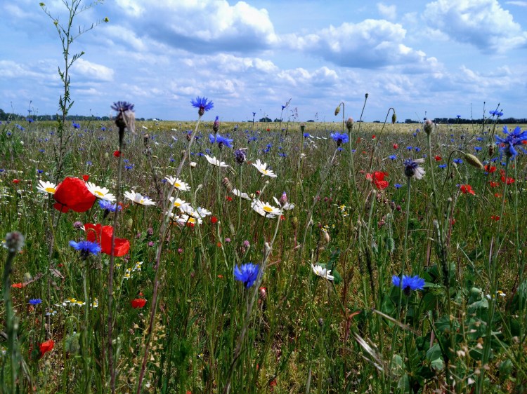 Ganzheitlich Gesund Erfolgreich, Kathrin Marter, Yoga, Magdeburg, Online, Meditation, Rauhnächte-Meditationen, Rauhnächte-Reise, Coaching, Systemtherapie, Yogatherapie, Yoga, Hatha Yoga, Kundalini-Yoga, Wandern, Gesundheitswandern, Waldbaden, Magdeburg, Yoga Online, Coaching Online, Gewaltfreie Kommunikation, Karriereentwicklung, Strategisches Netzwerken, Krisenbegleitung, Entgiftung, Entgiftungsbegleitung, Fastenbegleitung, Fasten