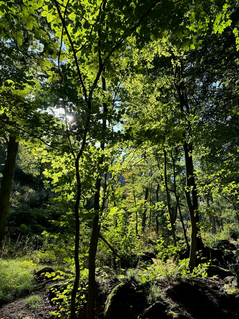 Glockenstein Harz, Walpurgisnacht / Beltane / Maifest / Jahreskreisfest
Naturspiritualität / alte Kraftorte / Frauenkraft / Göttinnenenergie
Sommersonnenwende / Jahreskreis / Naturverbundenheit